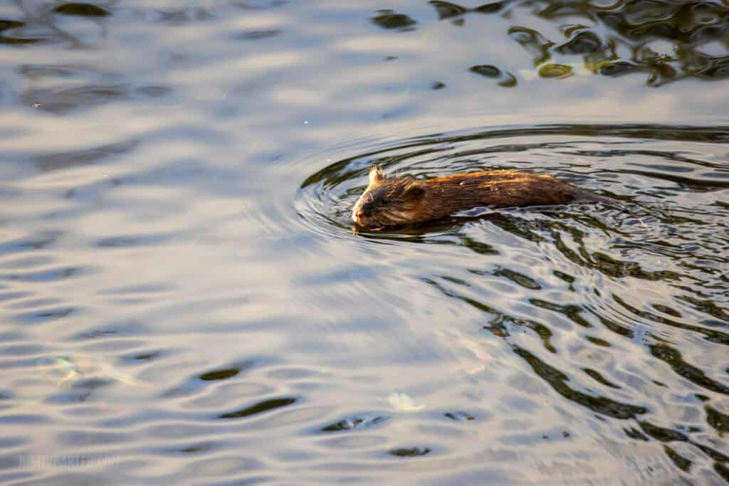 Do we even have a culture? 3 A weasel leaves a wake in the water