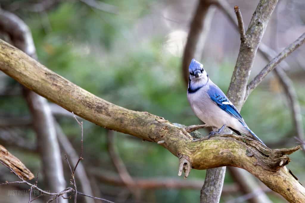 Do we even have a culture? 4 A bluejay on a perch stares at the camera