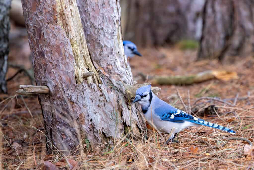 Do we even have a culture? 5 Two bluejays circle a tree on the ground