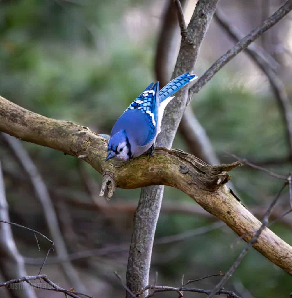 Do we even have a culture? 6 A bluejay prepares to take flight from its perch