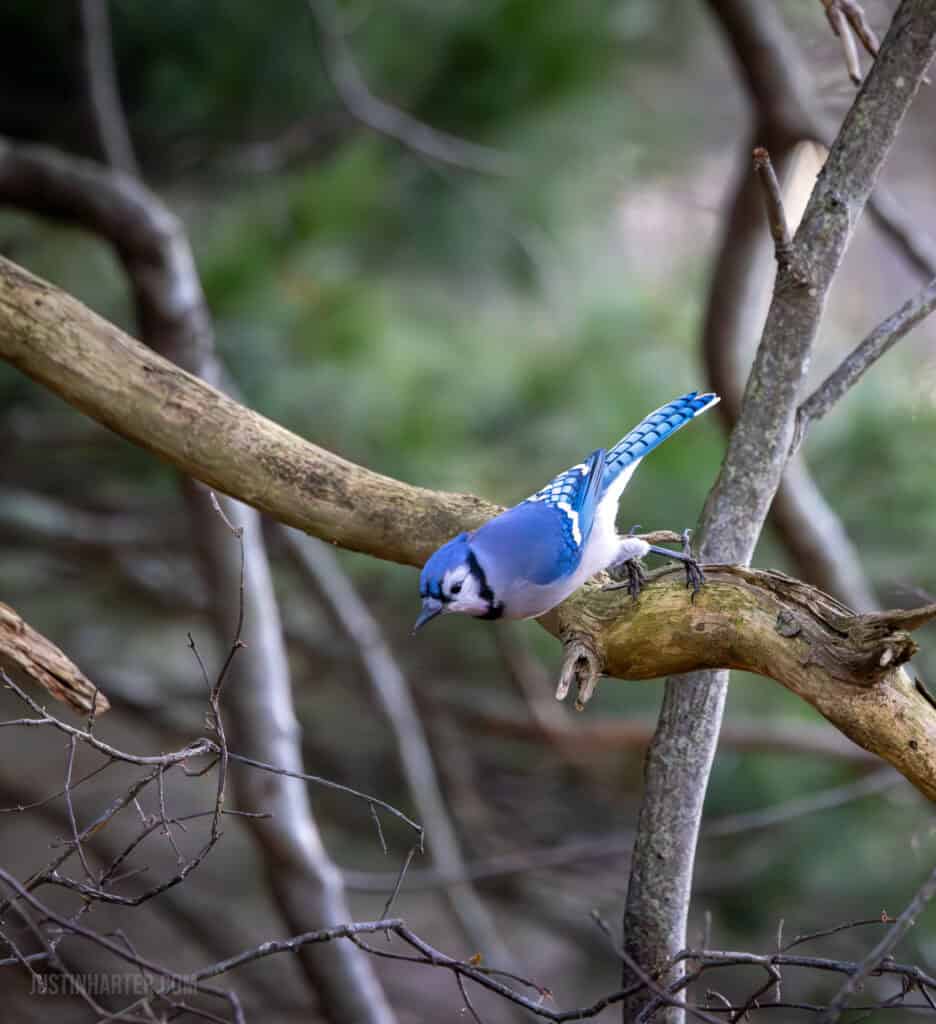 Do we even have a culture? 7 A bluejay prepares to take flight from its perch