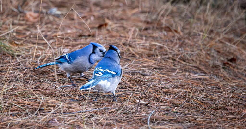 Do we even have a culture? 2 Two bluejays