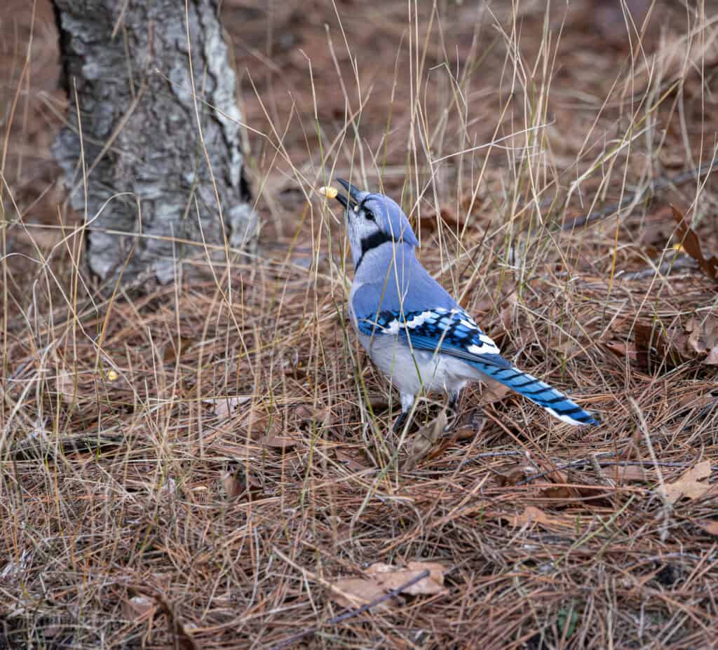 Do we even have a culture? 1 A bluejay eats a corn kernel